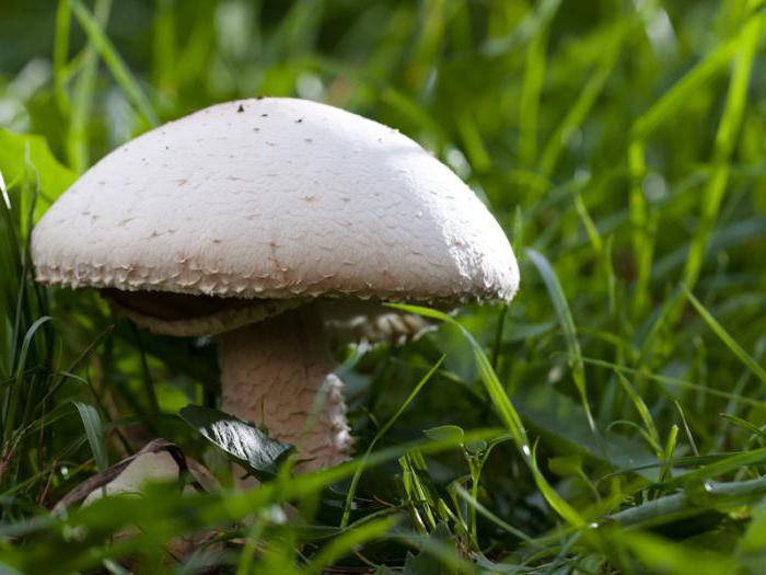 další popis houby