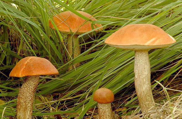 primi funghi primaverili