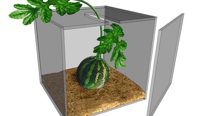 jak vyrábět vodní meloun