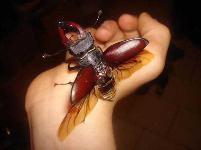 Opis Stag Beetle