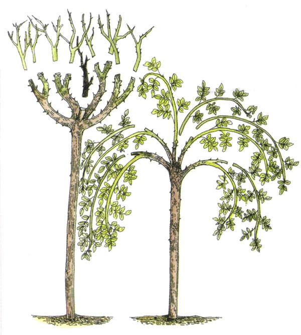standardní malinový strom