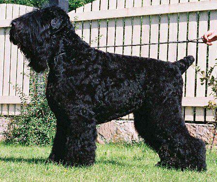 Стаљинов пас