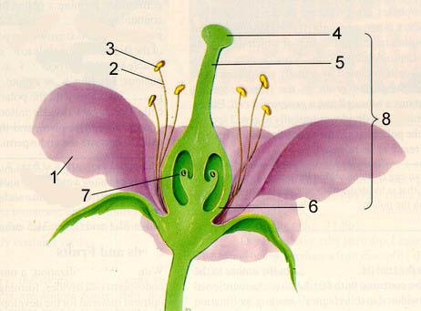 структура на цветята