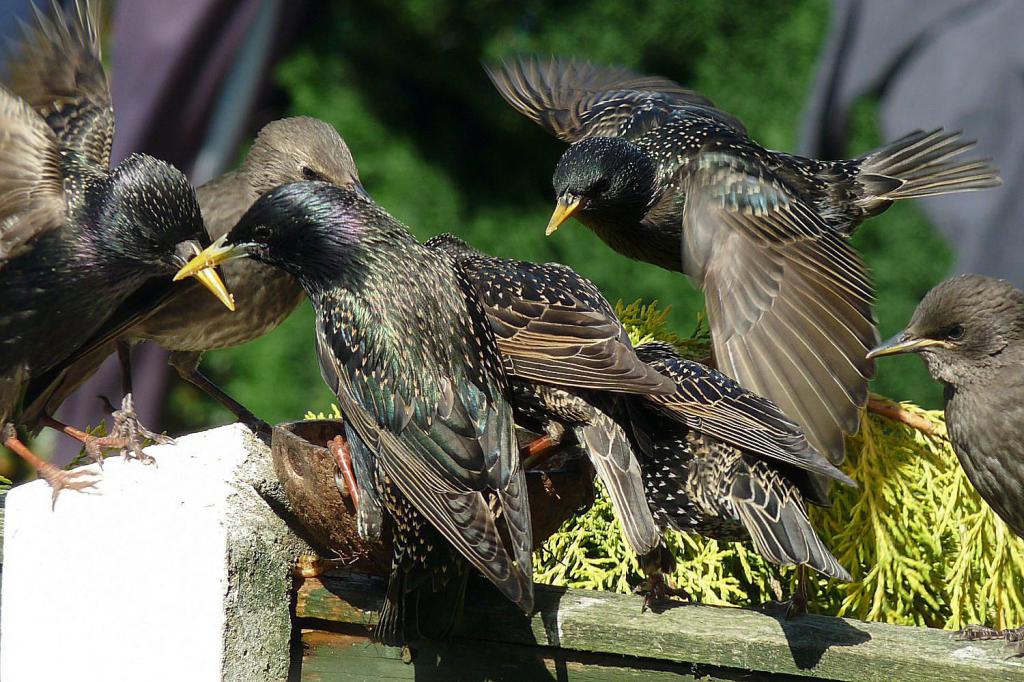 Starling feed