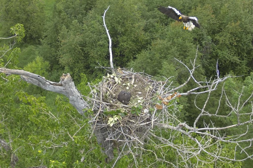 Steller's Eagle's Nest