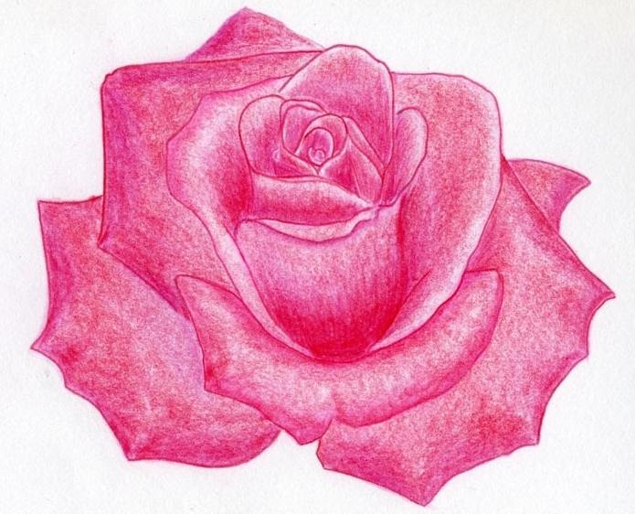 come disegnare una rosa