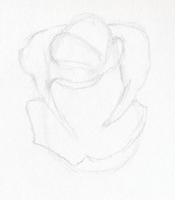 како нацртати ружу