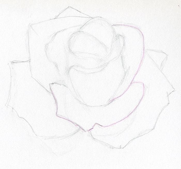 kreslit růži