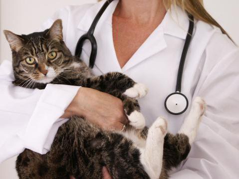 sterilizzazione dei pro e dei contro del gatto