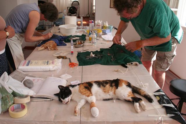 предимствата на стерилизирането на котки