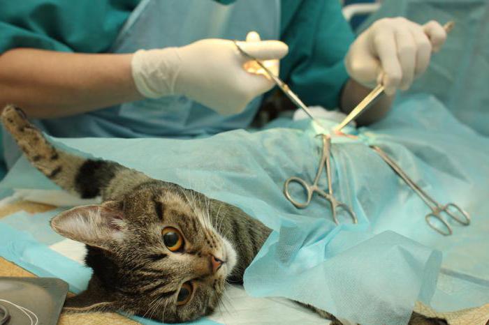 време стерилизације мачака