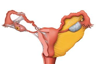 Stimulace ovulace lidovými metodami