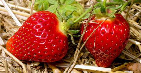 Стратификация на семената от ягоди
