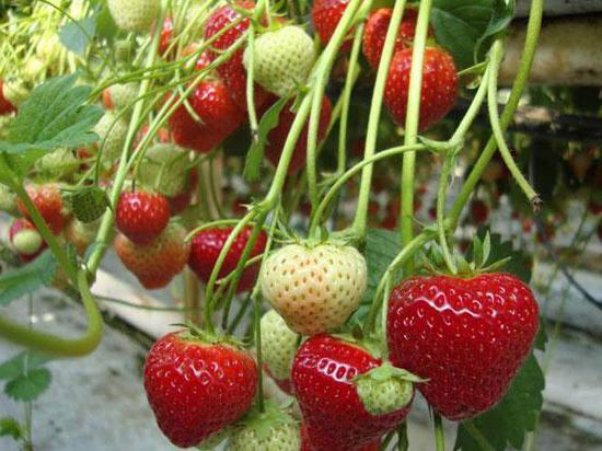 грижа за ягодите през лятото след плодните