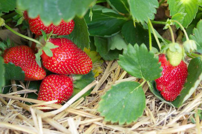 грижи за ремонтантни ягоди след първото плододаване