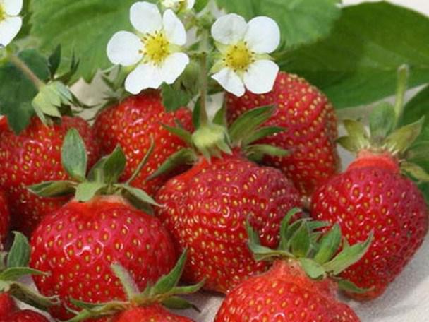 описание на сорта на ягода
