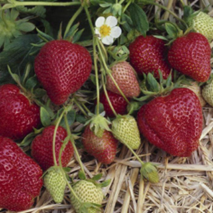 strawberry darselect