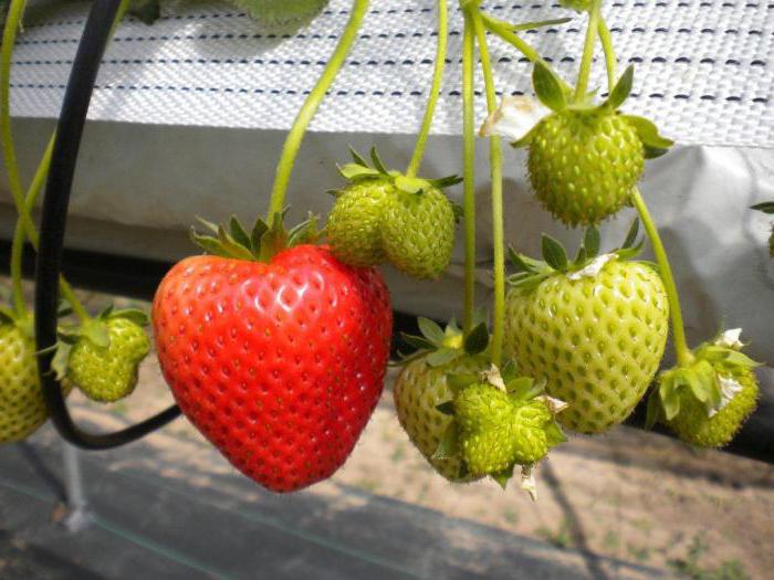 darselect отзиви за ягоди