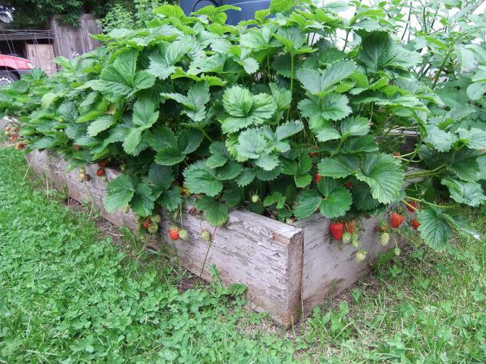 Descrizione della varietà Strawberry Elsanta