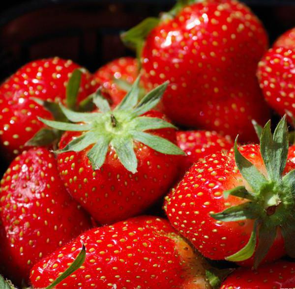 отглеждане на градинско посаждане на ягода и грижи