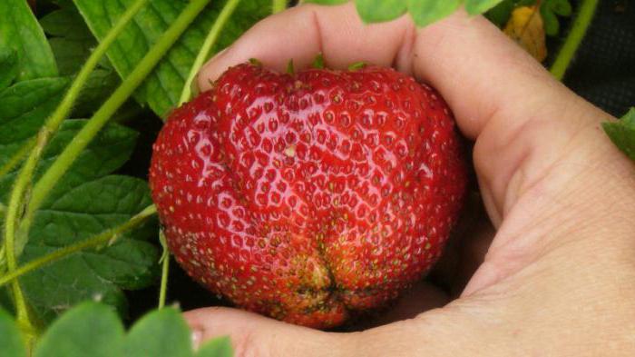 Описание на сортовете на ягода Gigantella