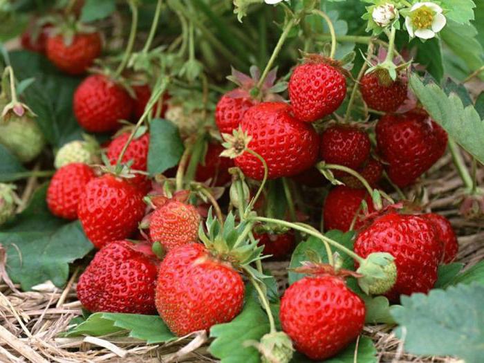 Strawberry Honey popis odrůdy foto recenze