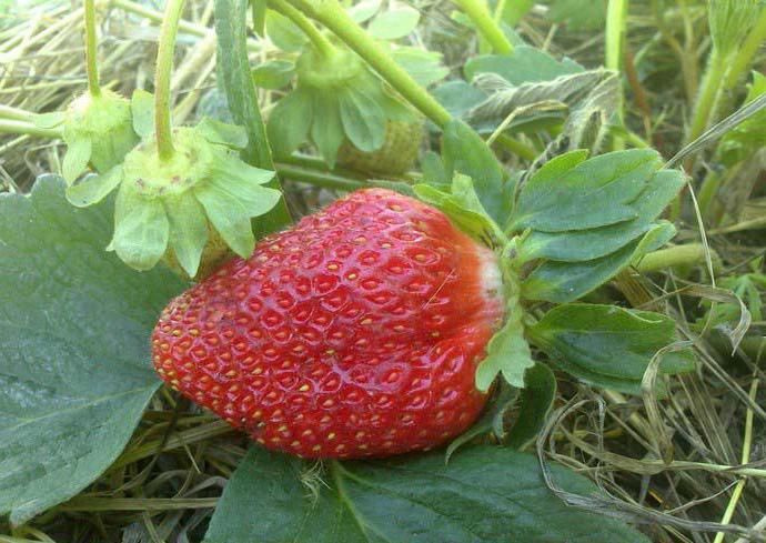 Strawberry Marshal popis odrůdy fotografií