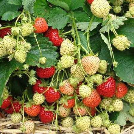 Отглеждането и грижите за ягодите