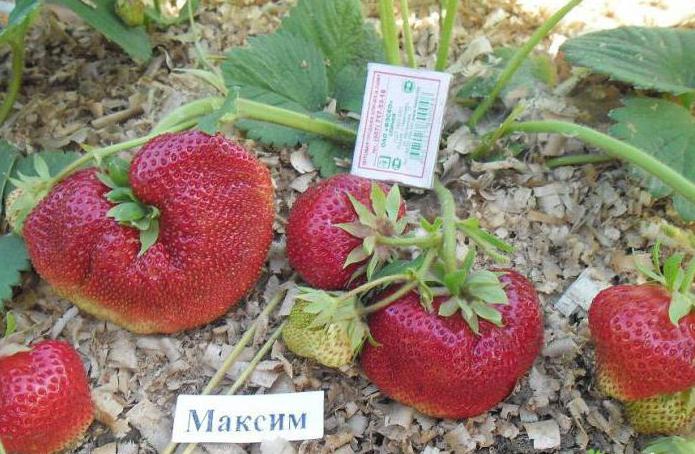 Strawberry Maxim odrůda popis fotografií recenze