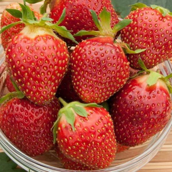 Strawberry Queen Popis