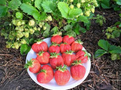 strawberry remontant