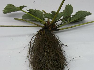 sadzenie powtarzających się truskawek
