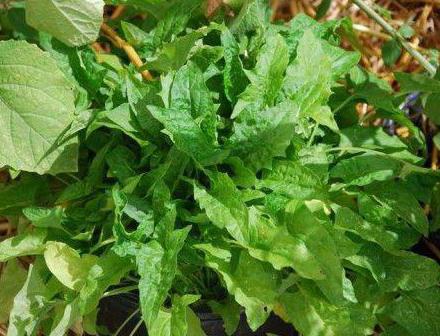 Coltivazione di spinaci alla fragola