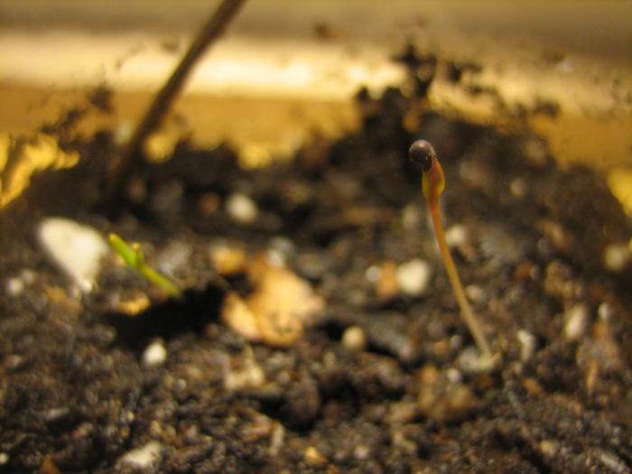 Crescita dei semi di fragola degli spinaci
