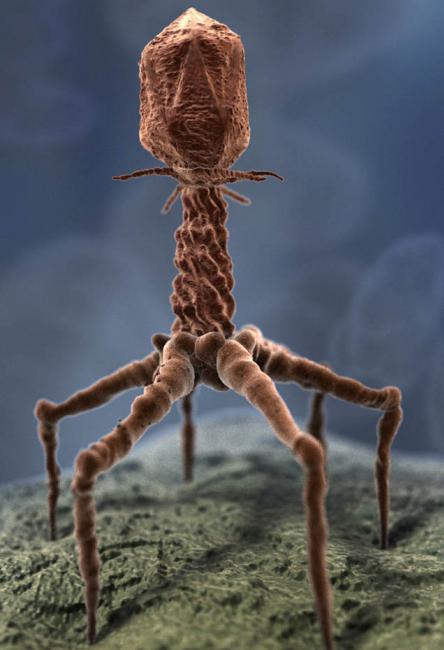 bakteriofagni streptokok