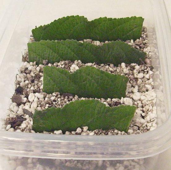 rosnące rośliny streptokarpus