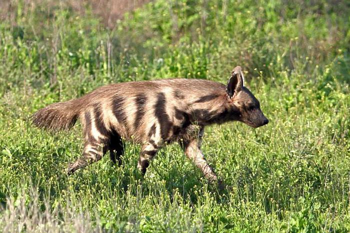 prugasta hijena