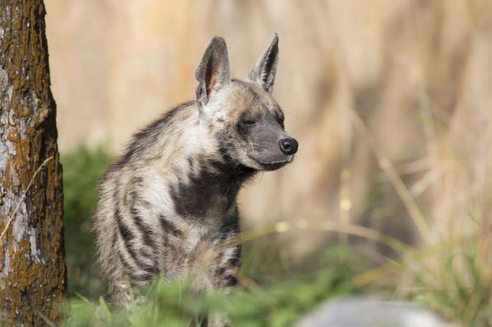 prugasta hijena rivalski tigar u Aziji