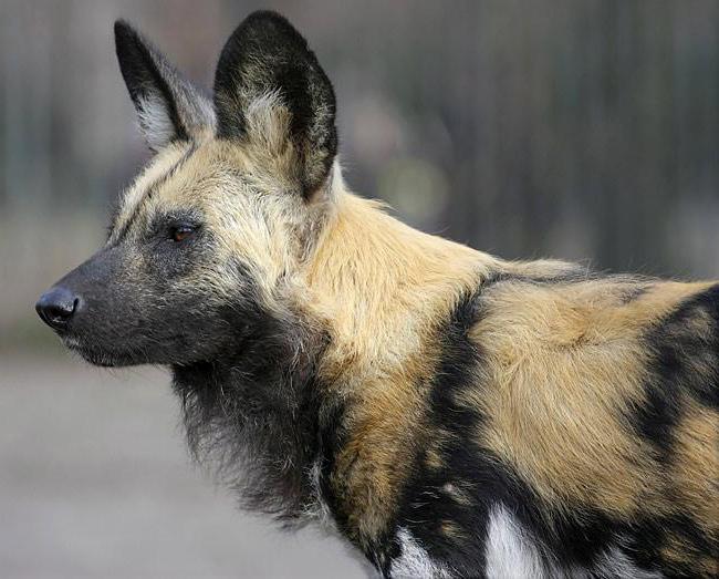 Kavkazská pruhovaná hyena