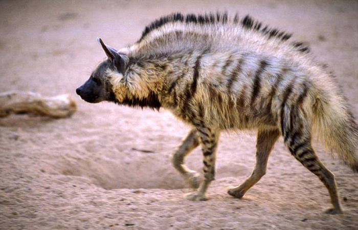 pruhovaná hyena