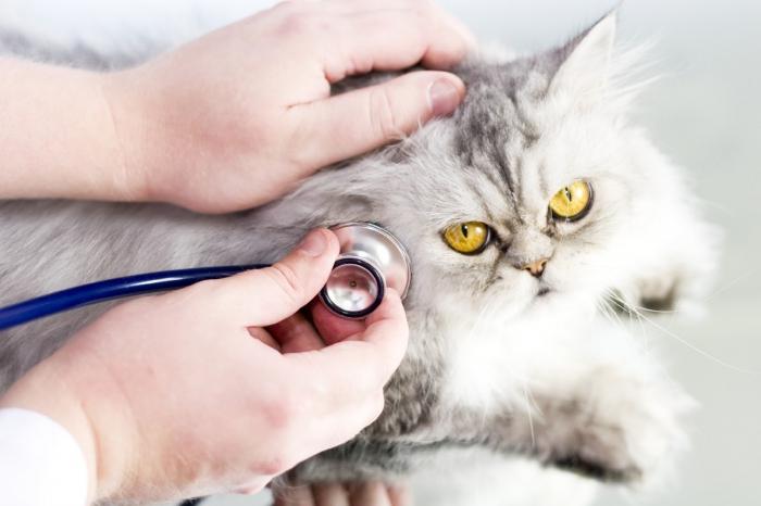 Subkutana pršica pri zdravljenih mačkah