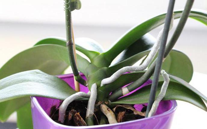 substrat za orhideje
