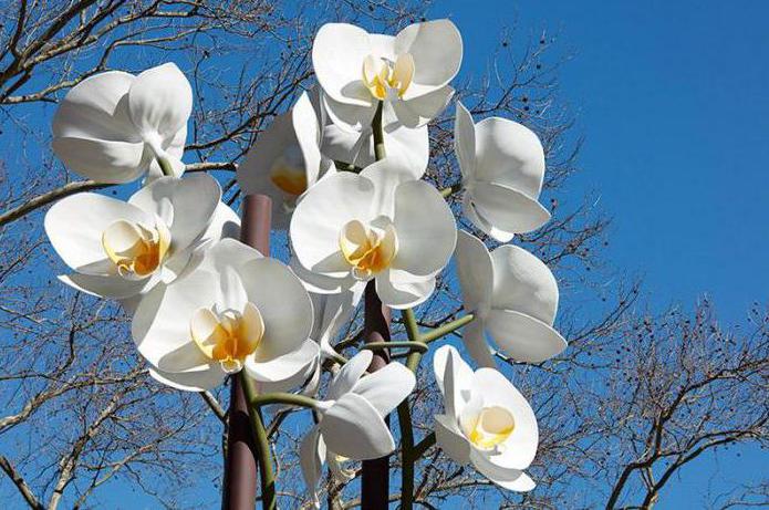 nejlepší podklad pro orchideje