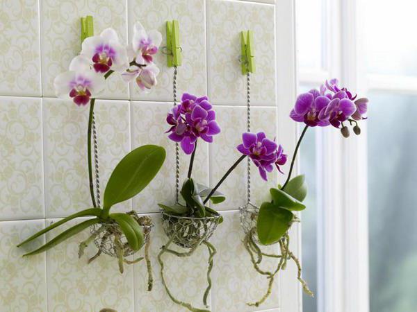 il miglior substrato per orchidee