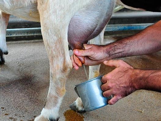 Latte di capra per bambini