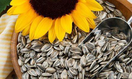 Zalety i szkodliwość nasion słonecznika