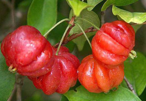 Zdjęcie Suriname cherry