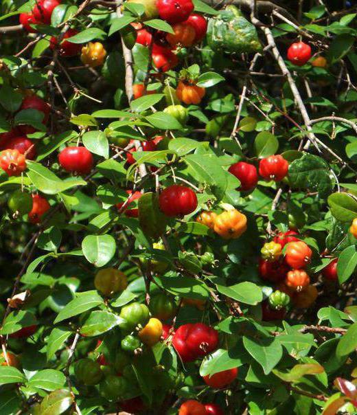 Surinamska trešnja i njena kultivacija