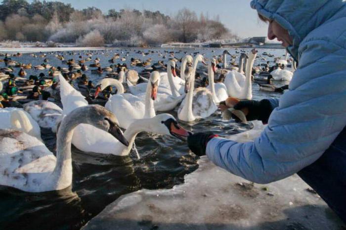 kde je labutí jezero v regionu Altai