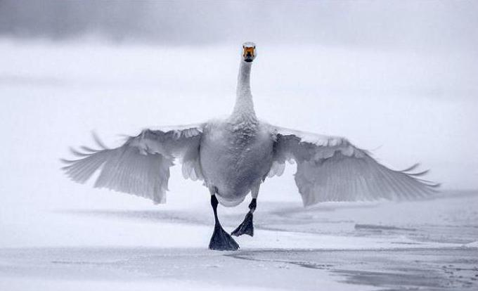 Swan Lake Altai Territory fotografie